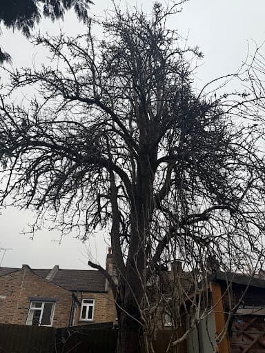 Green Trees, Tree and garden services — Customer photo