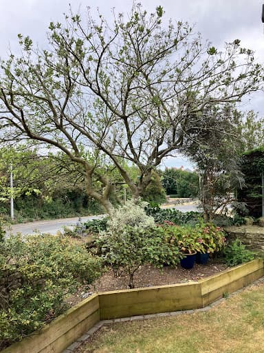 SD Tree Care — Customer photo