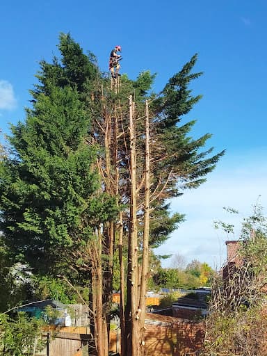 Coventry Tree Surgeons — Customer photo