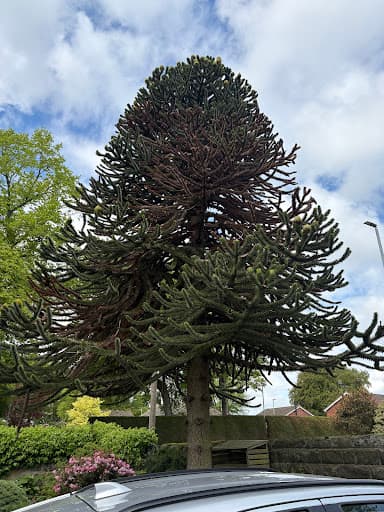 Oakwood Tree Services — Customer photo