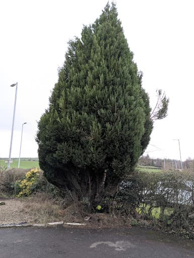 GGM Tree Surgery & Landscaping — Customer photo