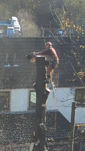 Stara Tree Contractors — Customer photo
