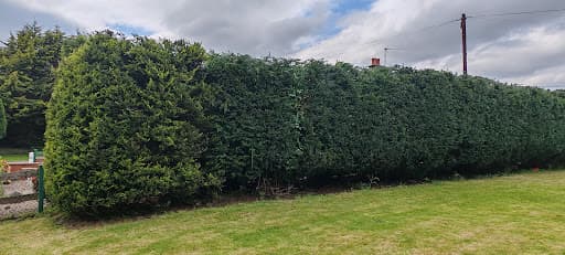 McAuley Tree Surgery | Belfast Tree Surgeons — Customer photo