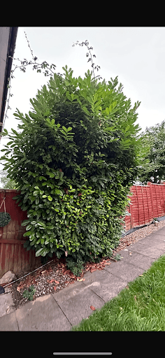 Wilding Gardening Services — Customer photo