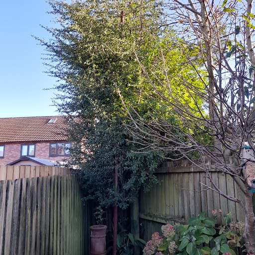 Cardiff Tree Surgery — Customer photo
