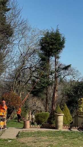 Stara Tree Contractors — Customer photo