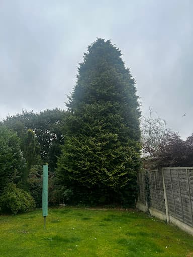 Castle Tree Surgeons — Customer photo