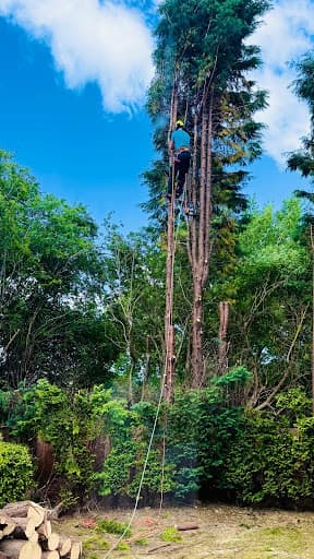 West Jesmond Tree Surgery Ltd — Customer photo