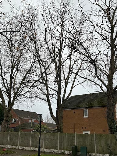 Emes Trees — Customer photo