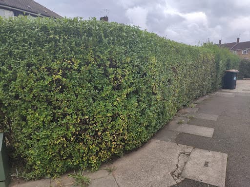 Lucas gardening LTD — Customer photo