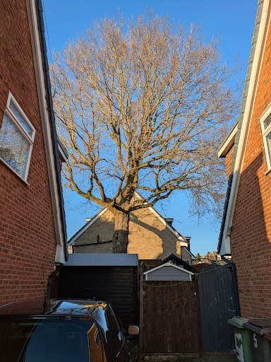 Lime Tree Surgeons — Customer photo