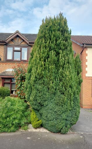 JLH Tree & Hedge Services — Customer photo
