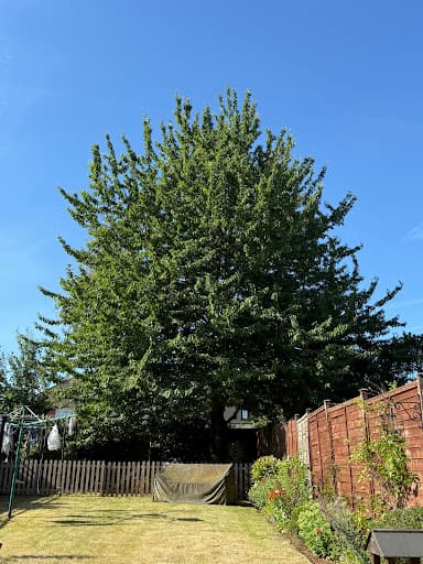 Wilby Tree Surgeons Ltd — Customer photo