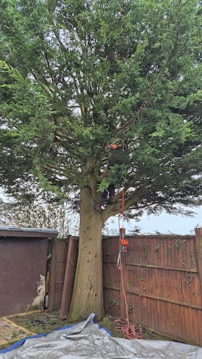 Lucas tree care Ltd — Customer photo