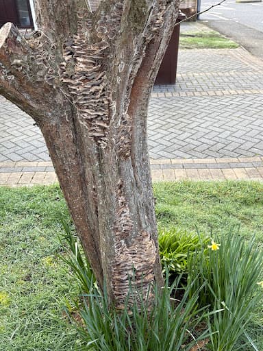 Angus Tree Services Ltd — Customer photo