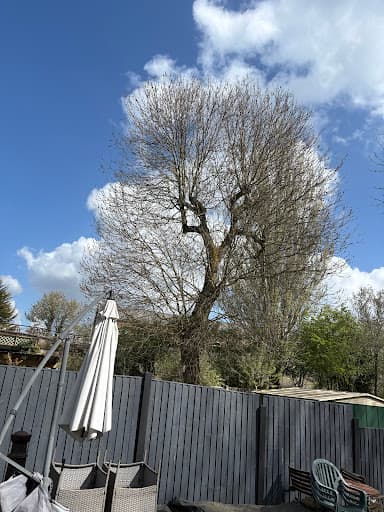 JLH Tree & Hedge Services — Customer photo