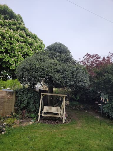 Talking Elm Tree Services — Customer photo