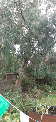 Forever-tree’s Manchester tree surgeon and landscaping — Customer photo