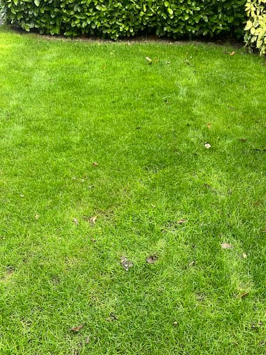 Ideal Lawn Care — Customer photo