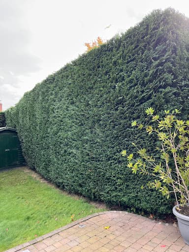 Tree Brother — Customer photo