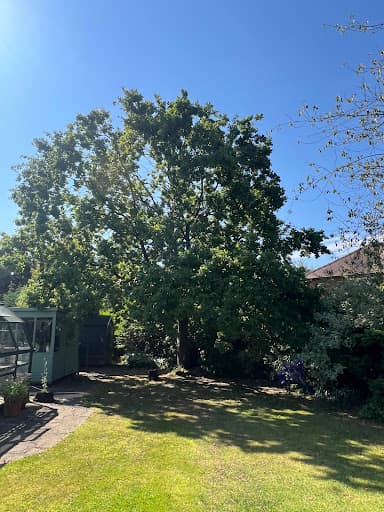 Lime Tree Surgeons — Customer photo