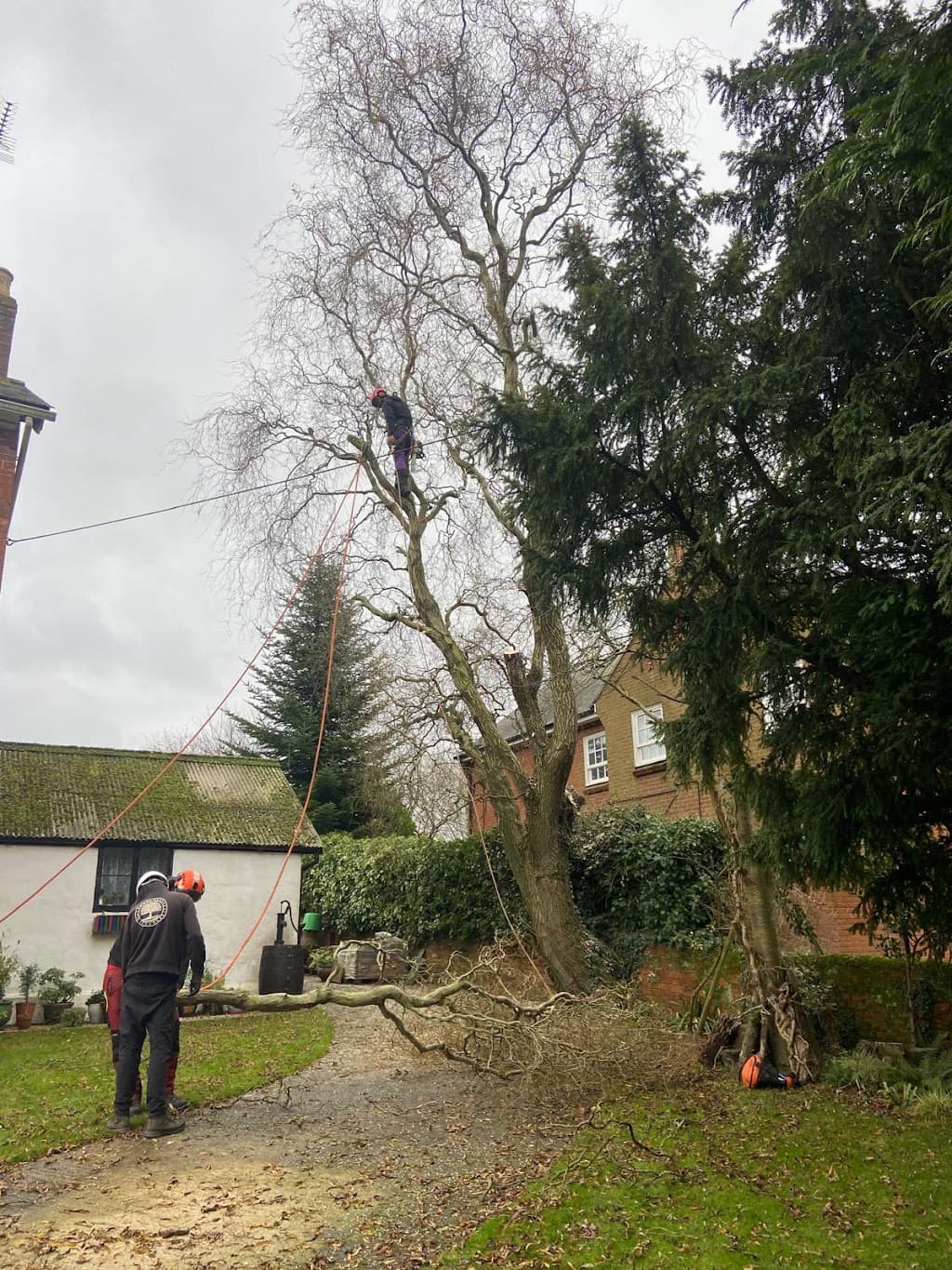Samuel George Tree Services