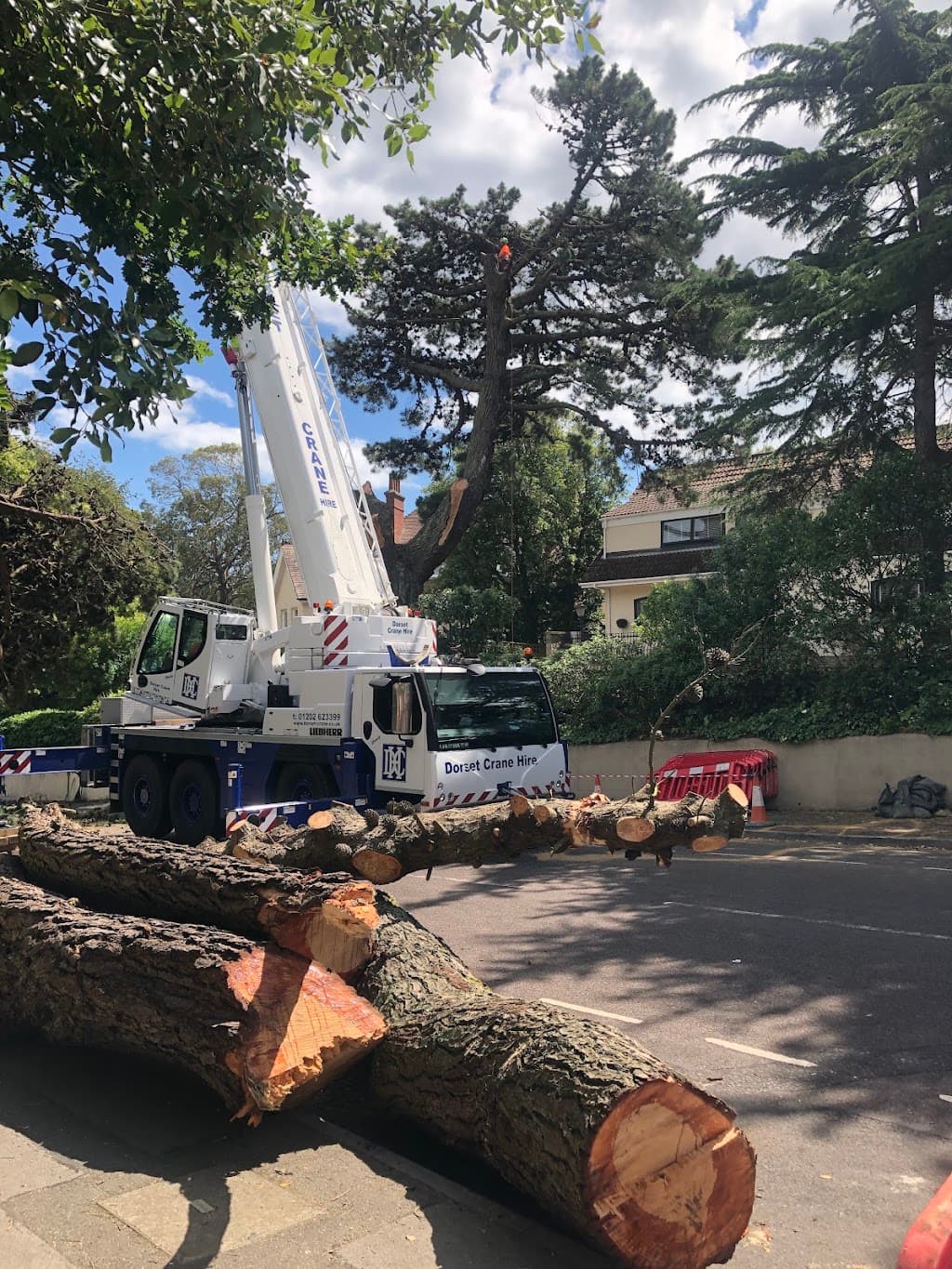 Arbor Vitae Tree Care