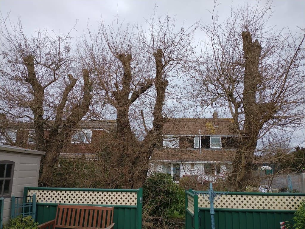 Andy's Tree Surgery