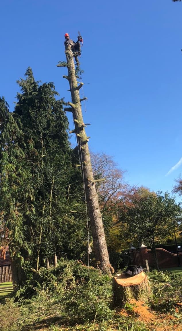 Lloyd Downes Co. Tree Surgery Landscaping & Fencing