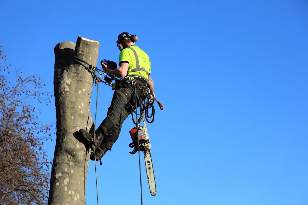 YTS York Tree Surgeon & Specialists