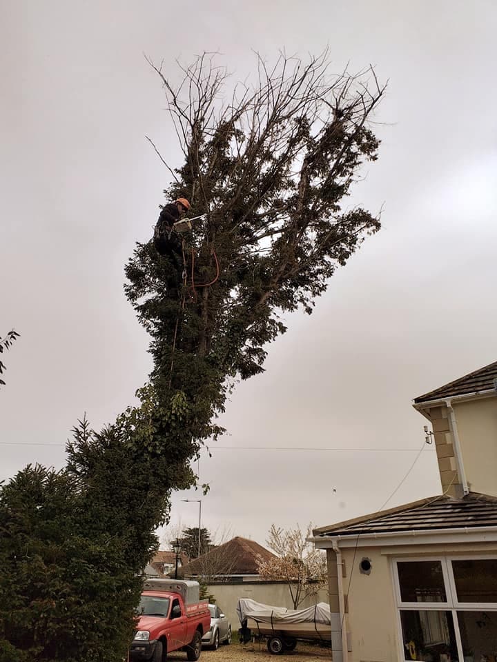 Two Brothers Tree Surgeons