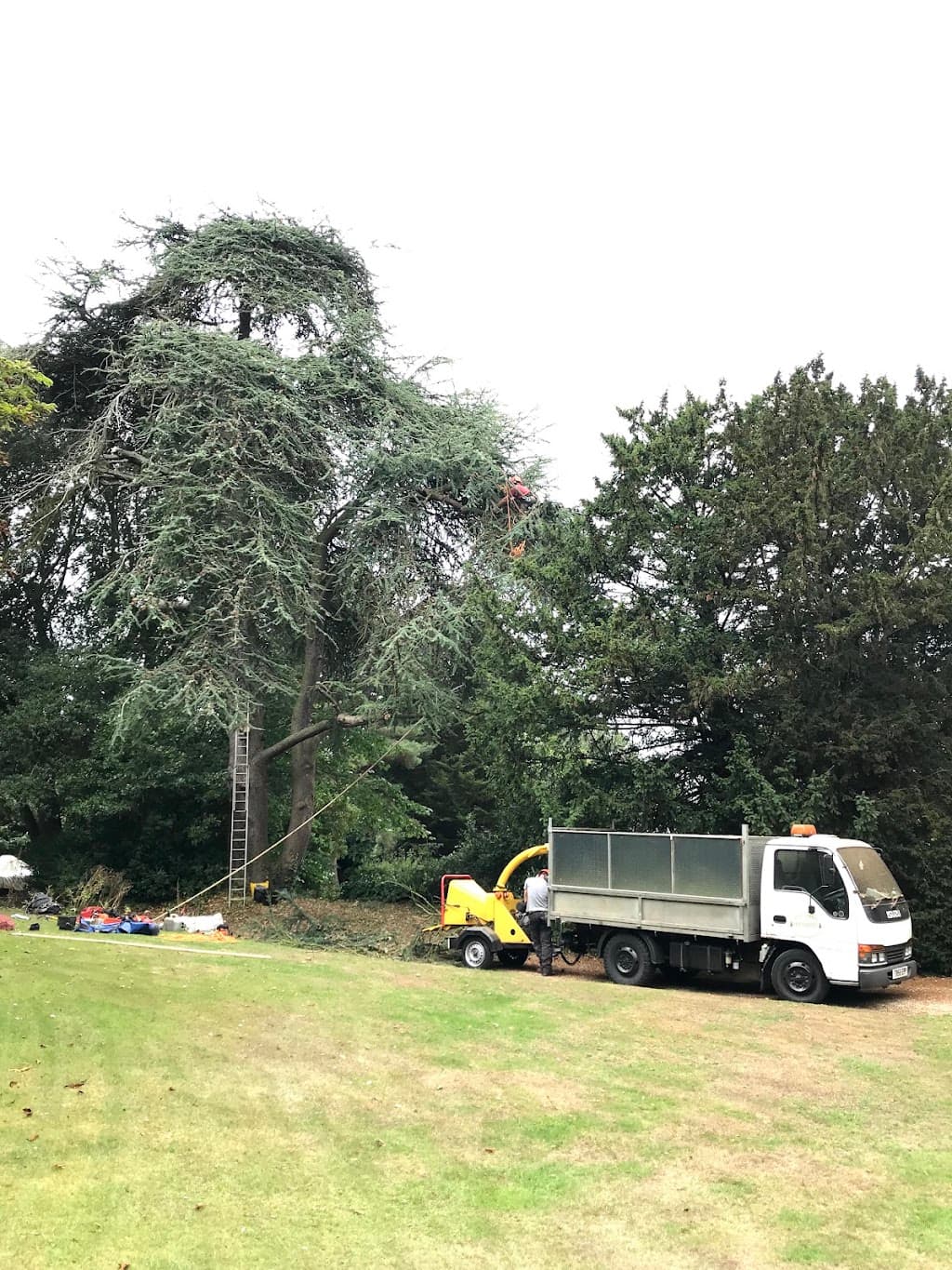 Special Branch Tree Services and Ground Maintenance