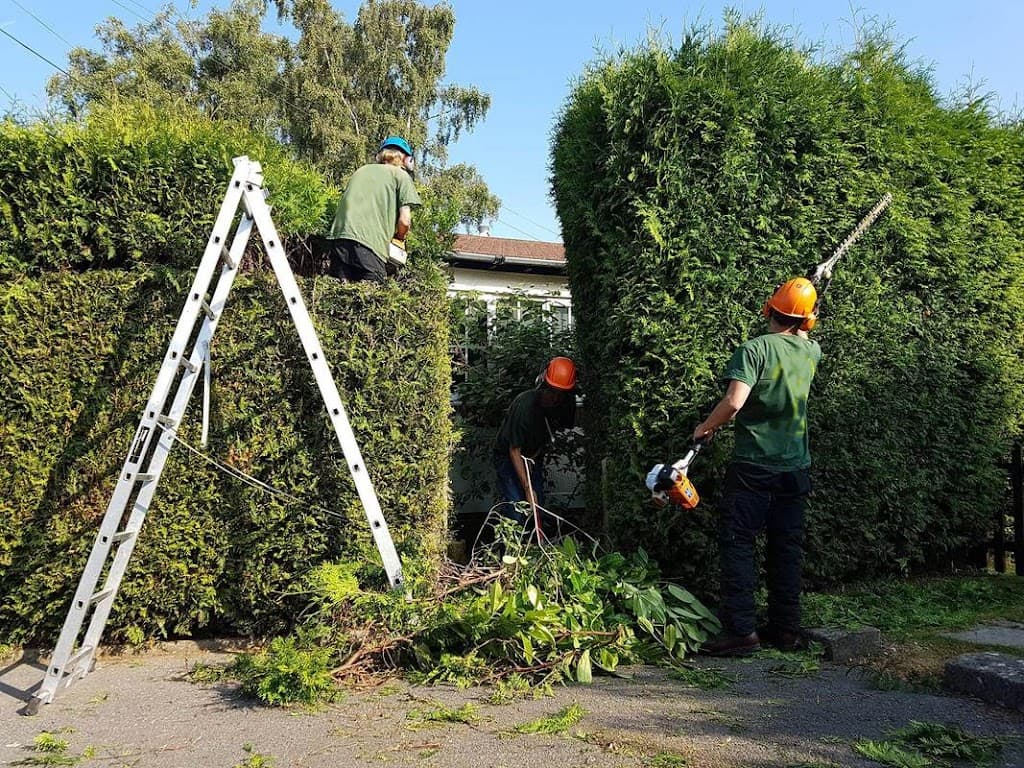 BOLTON TREE & STUMP REMOVALS/BOLTON TREE SURGEON