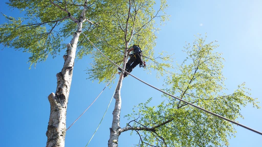 Trident Tree Works - York Tree Surgeons