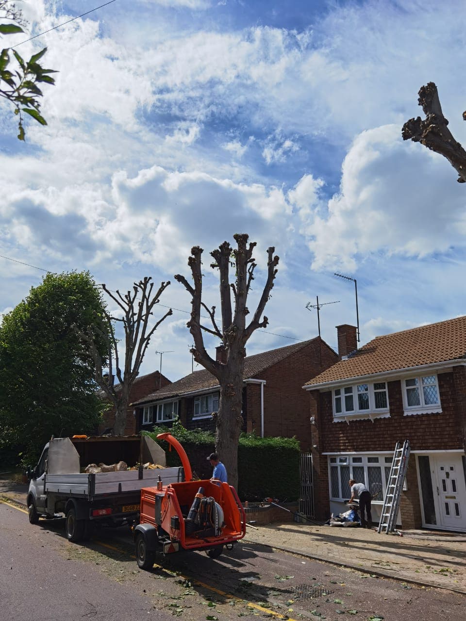 Down to Earth Tree Services