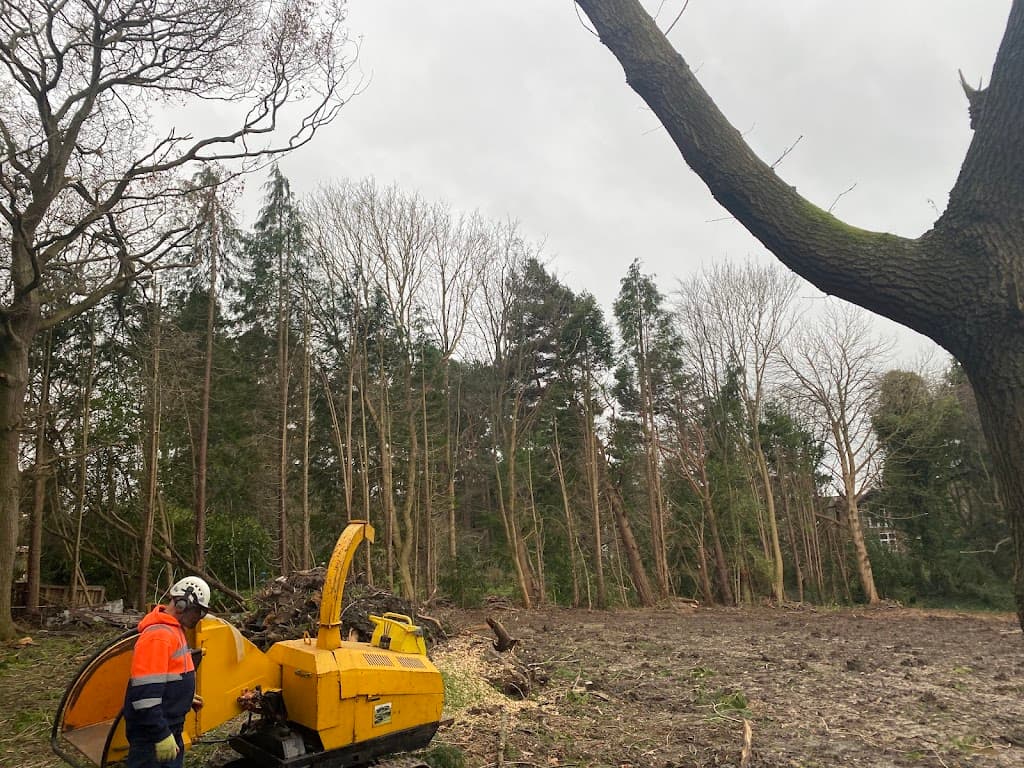 Deluxe Tree Surgeons Ltd