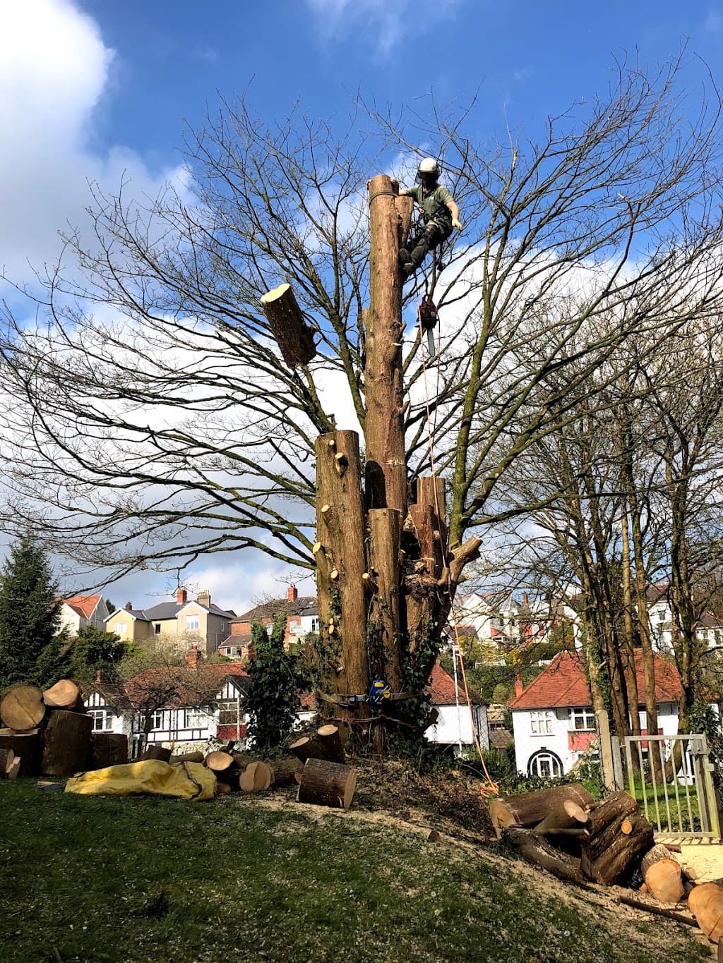 Gower Tree Work Specialists Ltd