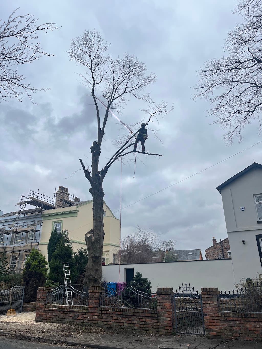 The Tree Felling Group