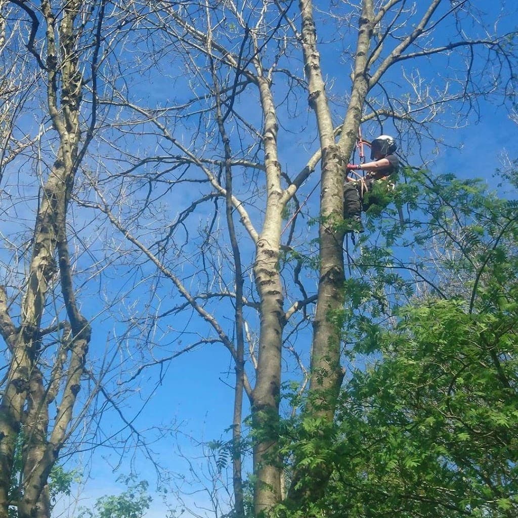 Rachel Downs Tree Surgery