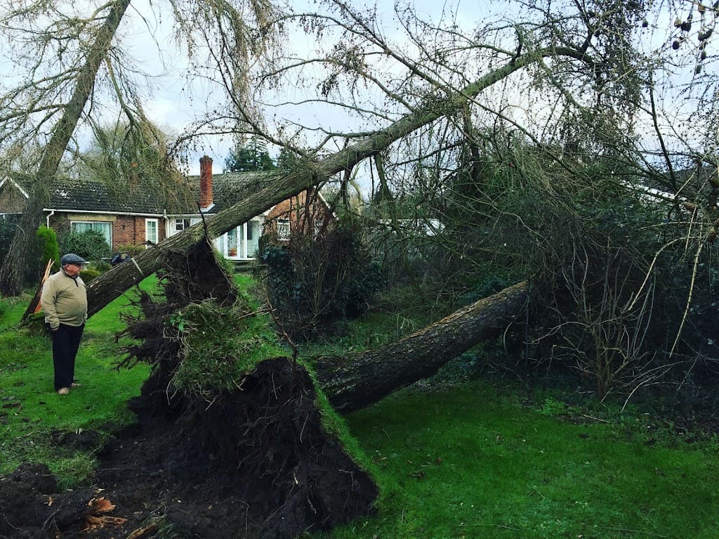 A.Sillett Tree Surgeon Ltd