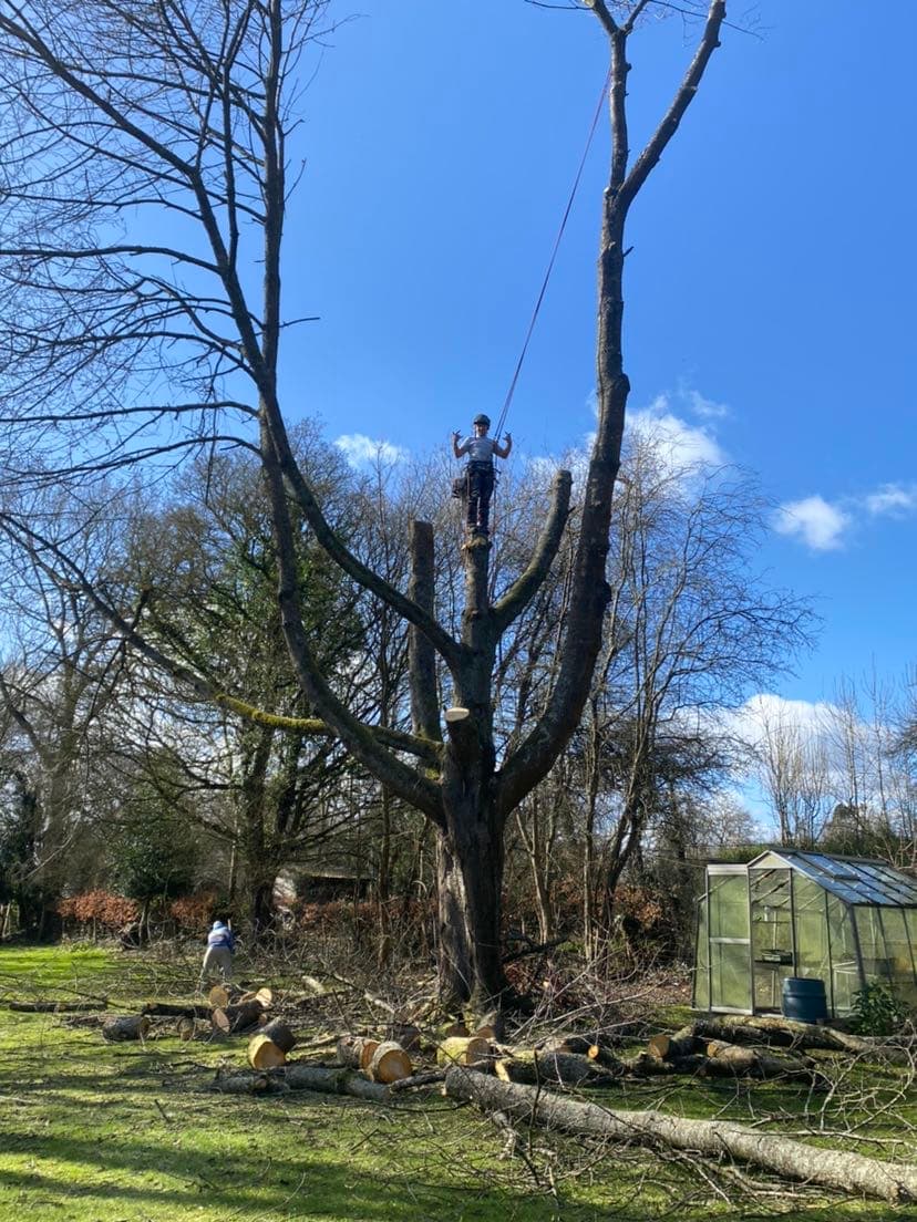 Freemans Tree Care Specialist