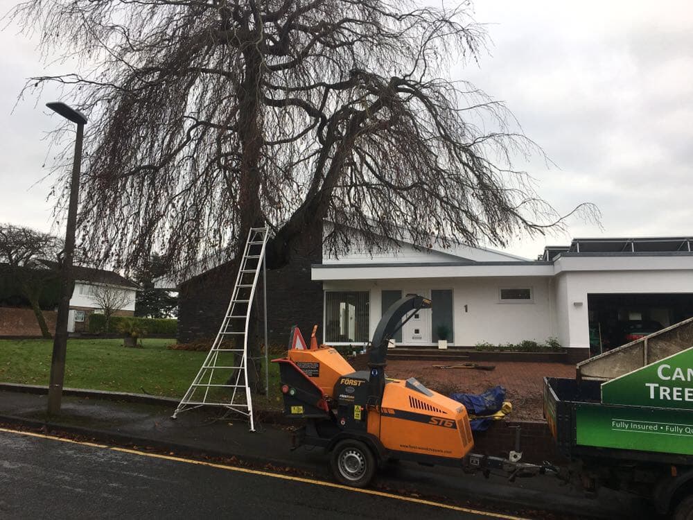 Cantellow Tree Surgery