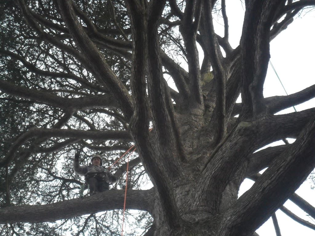 Thames Tree Services