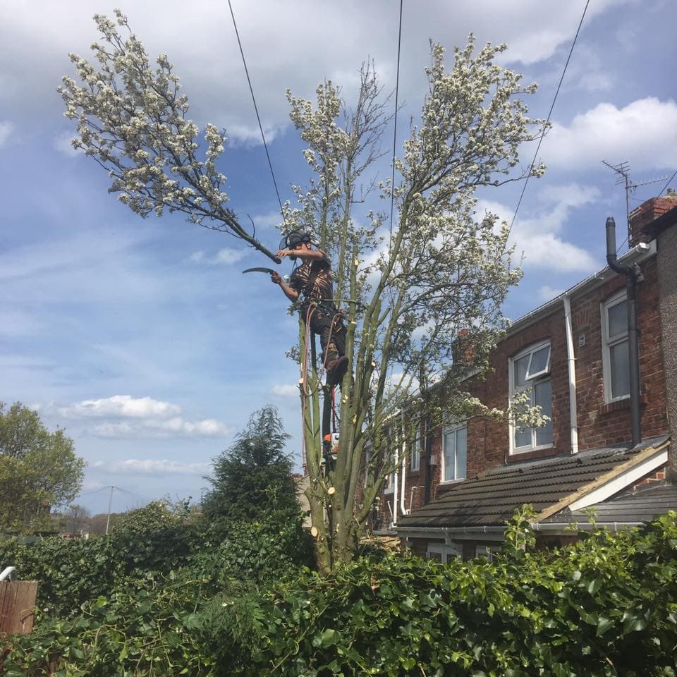 Ashbrooke Tree Services