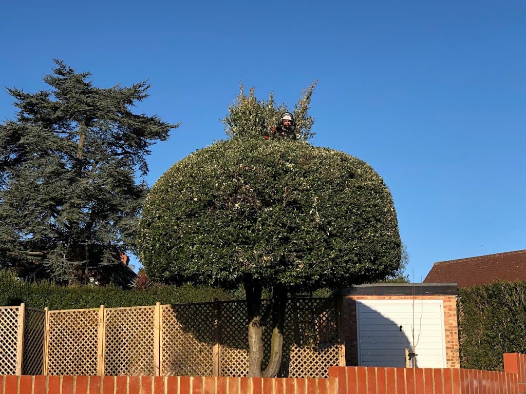 Hampshire Tree Services