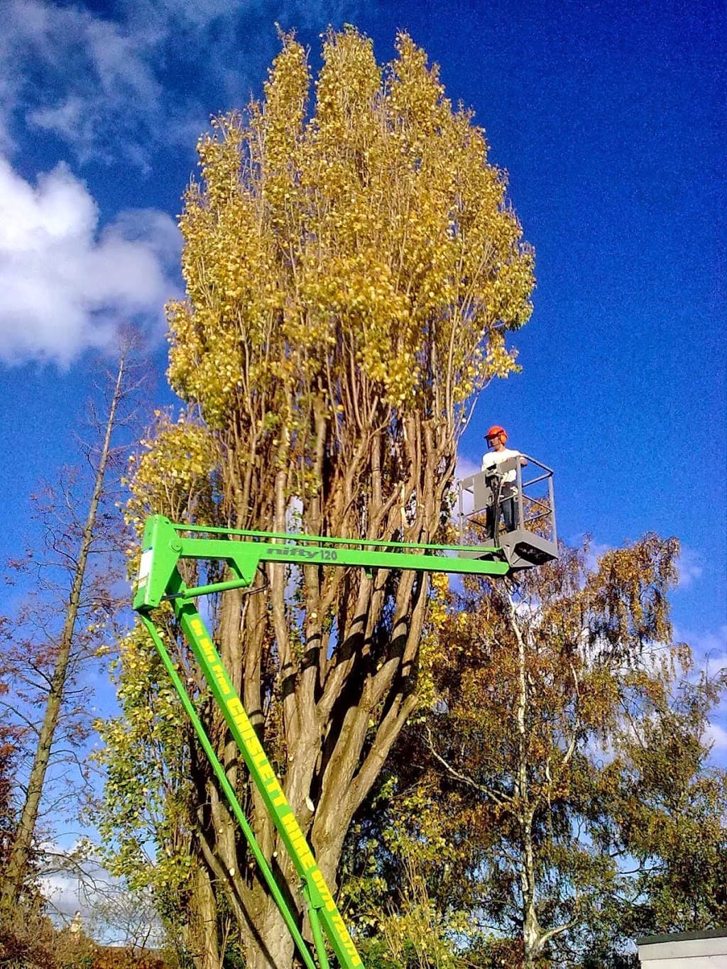 Tedds Tree Surgeon