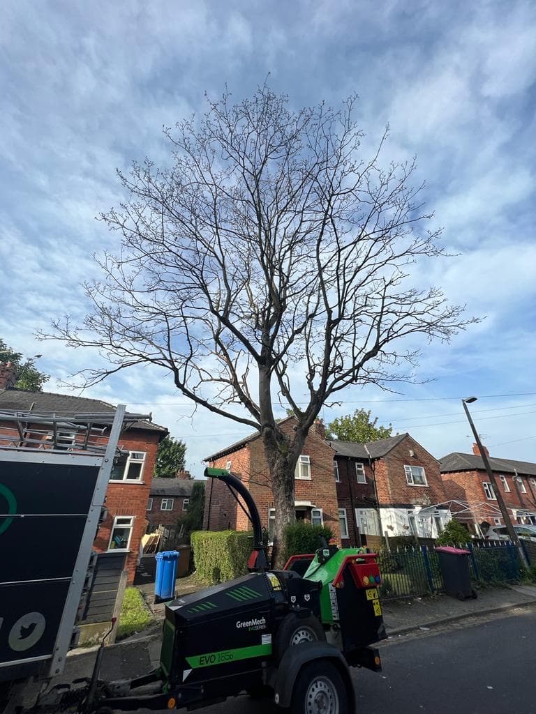 Ariel Tree Care