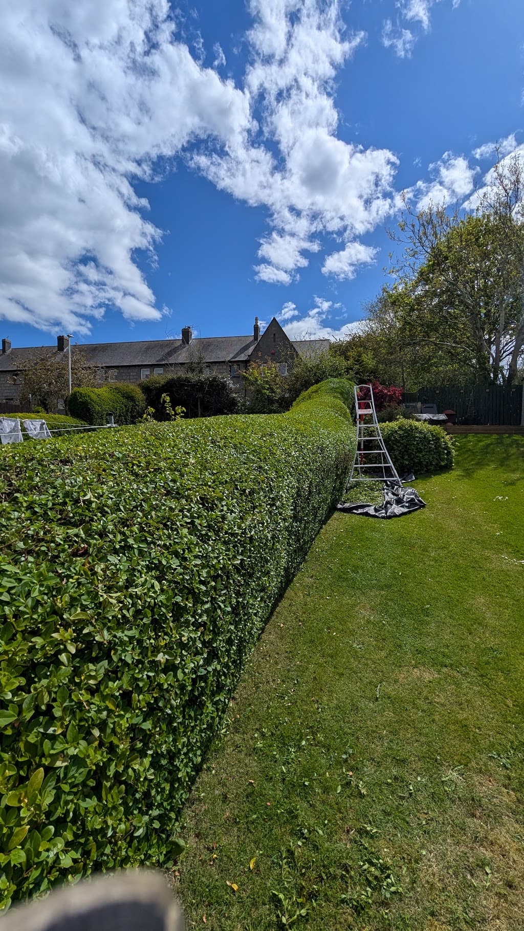 Hedge Stars Aberdeen