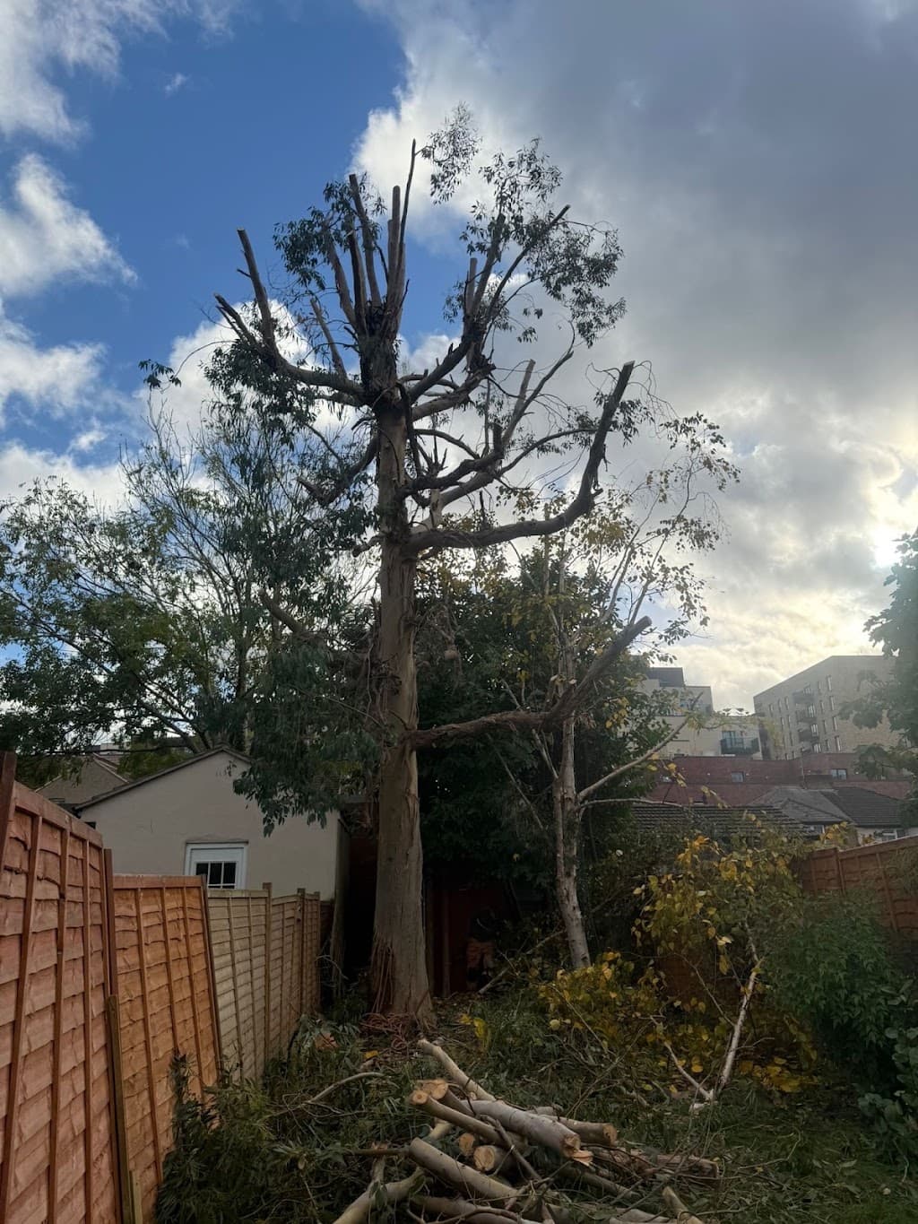 A1 Town & Country Tree Care Ltd