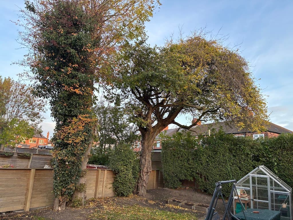 Anlaby Tree Services